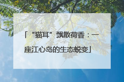“猫耳”飘散荷香：一座江心岛的生态蜕变