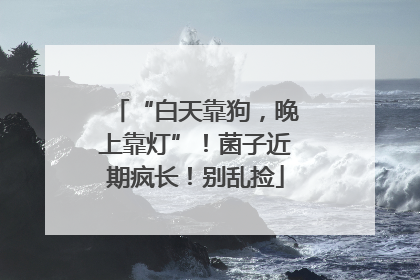 “白天靠狗，晚上靠灯”！菌子近期疯长！别乱捡