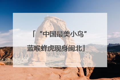 “中国最美小鸟”蓝喉蜂虎现身闽北