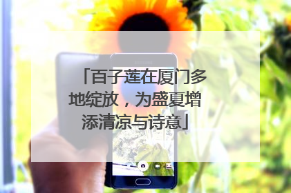 百子莲在厦门多地绽放，为盛夏增添清凉与诗意