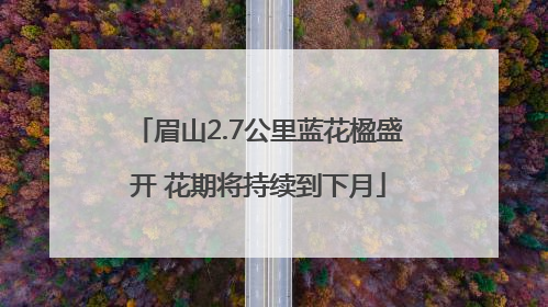 眉山2.7公里蓝花楹盛开 花期将持续到下月