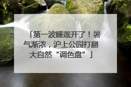第一波睡莲开了！暑气渐浓，沪上公园打翻大自然“调色盘”