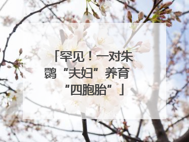 罕见！一对朱鹮“夫妇”养育“四胞胎”