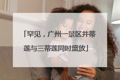 罕见，广州一景区并蒂莲与三蒂莲同时盛放