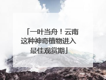 一叶当舟！云南这种神奇植物进入最佳观赏期