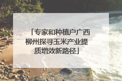 专家和种植户广西柳州探寻玉米产业提质增效新路径