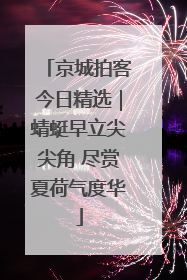 京城拍客今日精选｜蜻蜓早立尖尖角 尽赏夏荷气度华