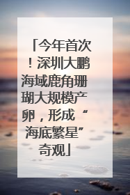 今年首次！深圳大鹏海域鹿角珊瑚大规模产卵，形成“海底繁星”奇观