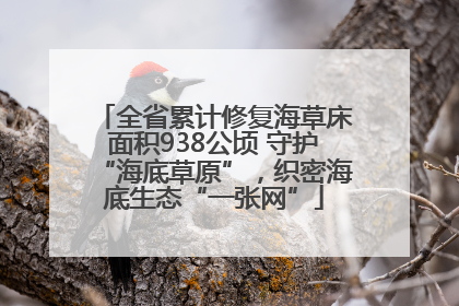 全省累计修复海草床面积938公顷 守护“海底草原”，织密海底生态“一张网”