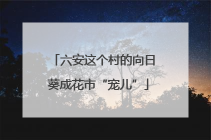 六安这个村的向日葵成花市“宠儿”