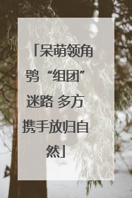 呆萌领角鸮“组团”迷路 多方携手放归自然