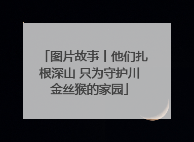 图片故事丨他们扎根深山 只为守护川金丝猴的家园