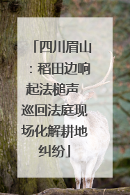 四川眉山：稻田边响起法槌声 巡回法庭现场化解耕地纠纷