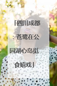 四川成都：苍鹭在公园湖心岛觅食嬉戏