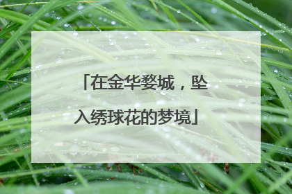 在金华婺城，坠入绣球花的梦境