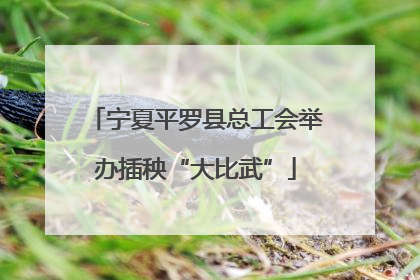 宁夏平罗县总工会举办插秧“大比武”