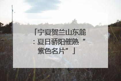 宁夏贺兰山东麓：夏日骄阳催熟“紫色名片”