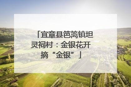 宜章县笆篱镇坦灵祠村：金银花开摘“金银”