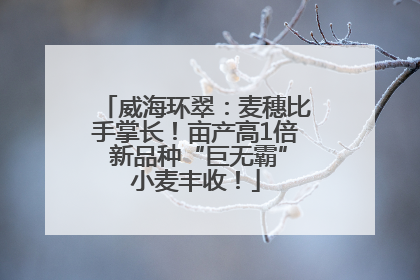 威海环翠：麦穗比手掌长！亩产高1倍 新品种“巨无霸”小麦丰收！