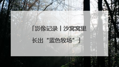 影像记录丨沙窝窝里长出“蓝色牧场”