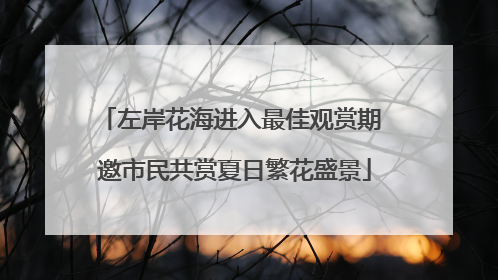 左岸花海进入最佳观赏期 邀市民共赏夏日繁花盛景