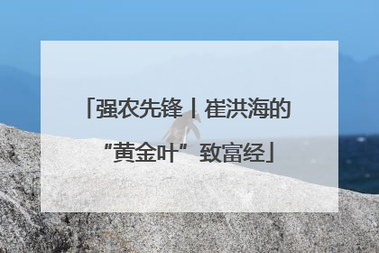 强农先锋丨崔洪海的“黄金叶”致富经