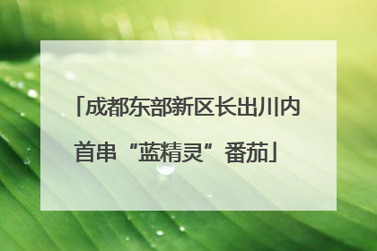 成都东部新区长出川内首串“蓝精灵”番茄