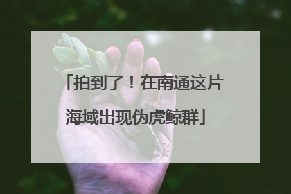 拍到了！在南通这片海域出现伪虎鲸群