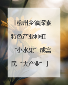 柳州乡镇探索特色产业种植 “小水果”成富民“大产业”