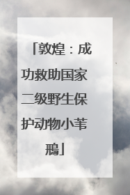 敦煌：成功救助国家二级野生保护动物小苇鳽