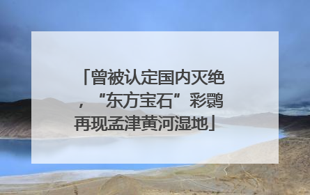 曾被认定国内灭绝，“东方宝石”彩鹮再现孟津黄河湿地