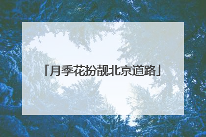 月季花扮靓北京道路