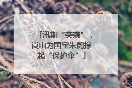 汛期“突袭”，崀山为国宝朱鹮撑起“保护伞”
