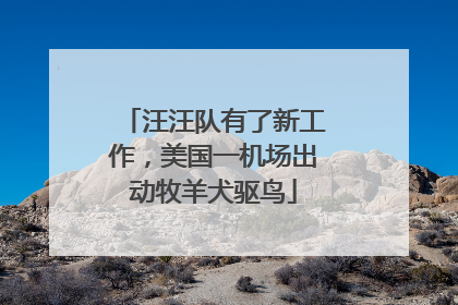 汪汪队有了新工作，美国一机场出动牧羊犬驱鸟