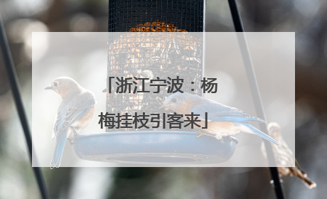 浙江宁波：杨梅挂枝引客来