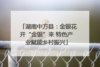 湖南中方县：金银花开“金银”来 特色产业赋能乡村振兴