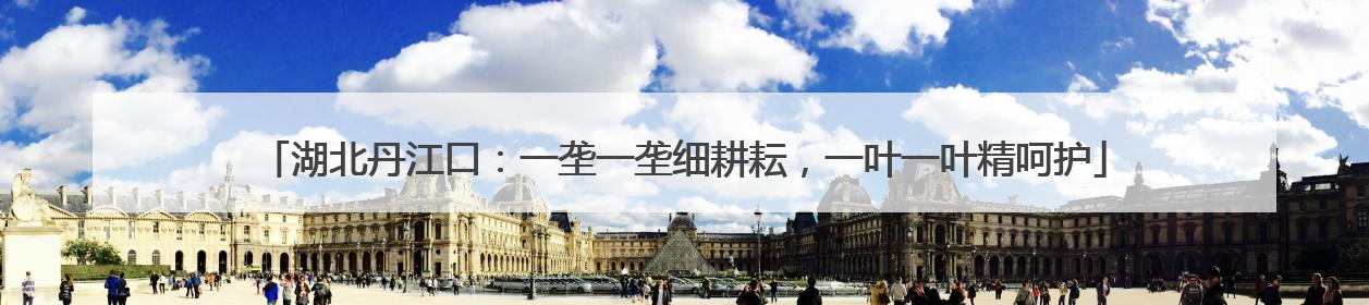 湖北丹江口：一垄一垄细耕耘，一叶一叶精呵护