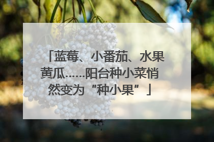 蓝莓、小番茄、水果黄瓜……阳台种小菜悄然变为“种小果”