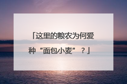 这里的粮农为何爱种“面包小麦”？