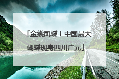 金裳凤蝶！中国最大蝴蝶现身四川广元