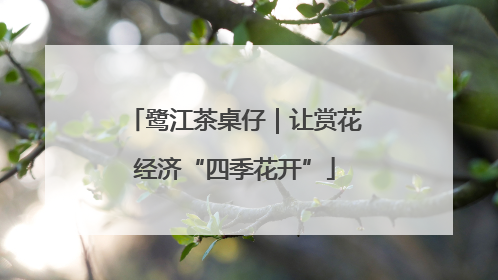 鹭江茶桌仔｜让赏花经济“四季花开”