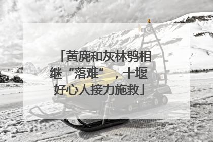 黄麂和灰林鸮相继“落难”，十堰好心人接力施救